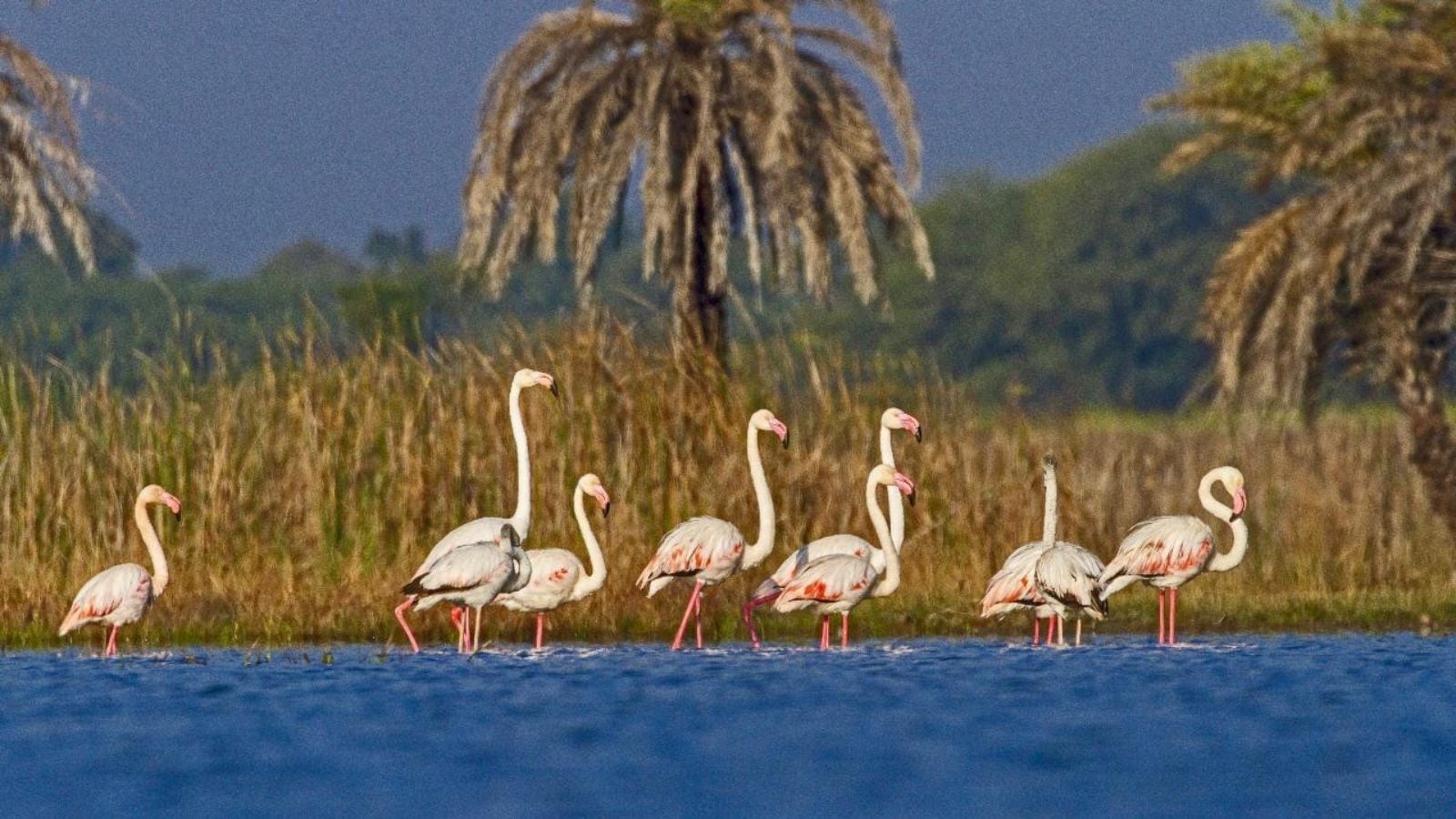 India's Ramsar Site tally touches 91 as two more Rajasthan wetlands gain recognition