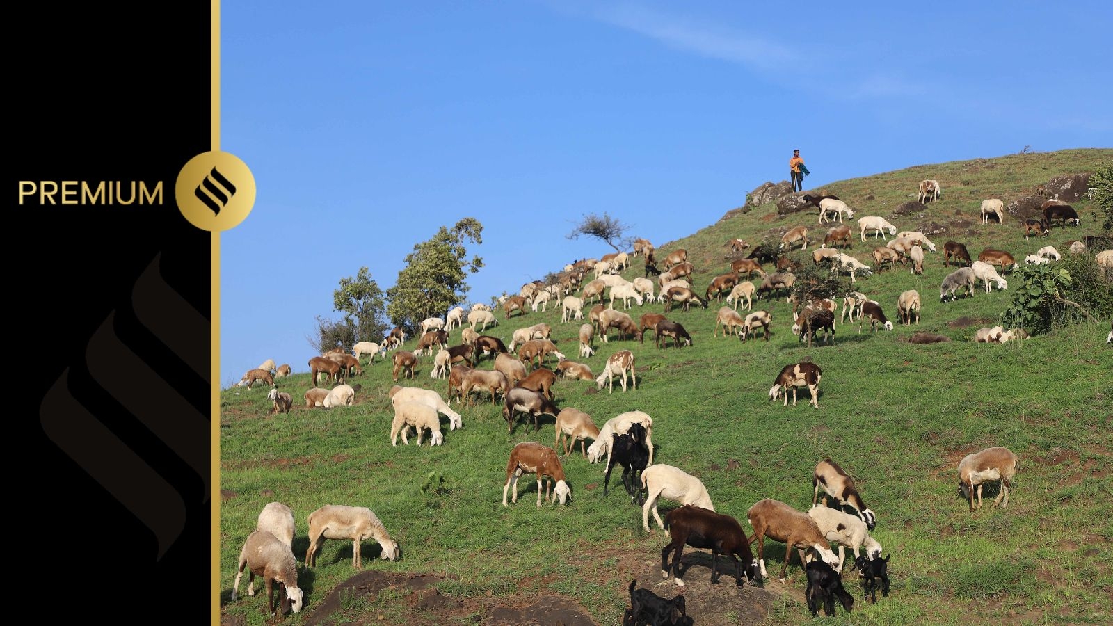 Meet India's first gene-edited sheep, born in a Srinagar lab, now a healthy six-month-old