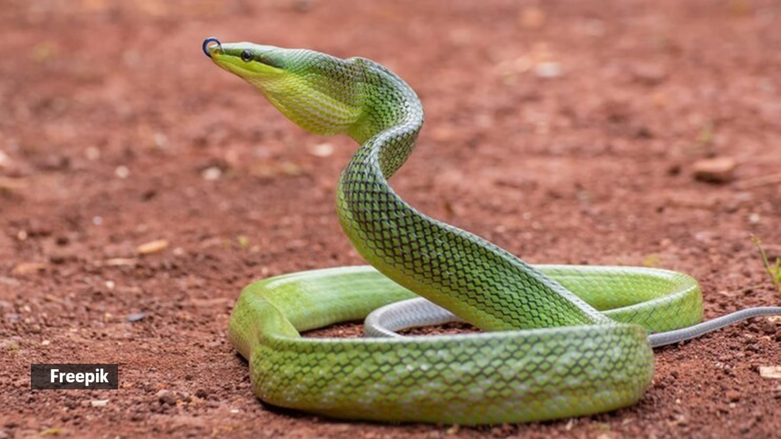 You might encounter these 7 common snakes during the rainy season