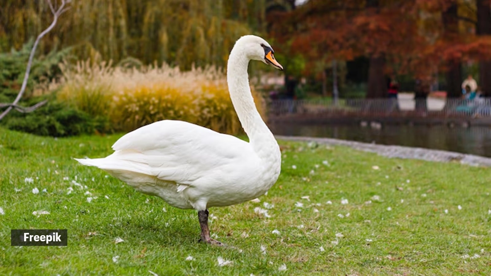 Did you know some birds are ‘vegetarian'? Here are 5 you can spot in India and what they eat
