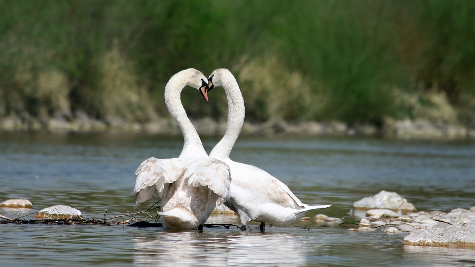 5 animals that mate for life