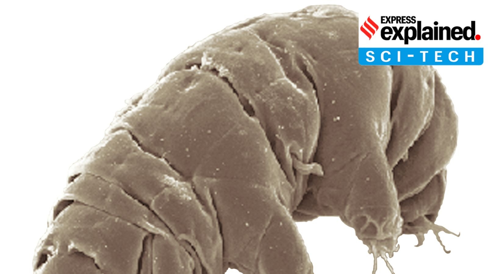Explained: Why scientists study tardigrades, tiny eight-legged ‘water bears', in space