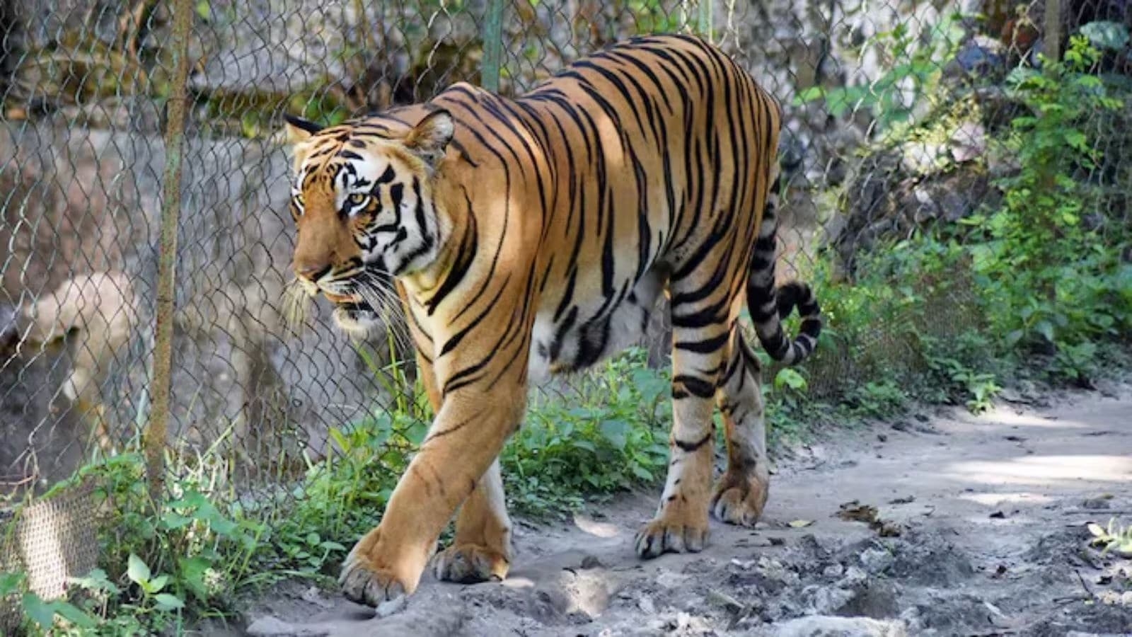 Tiger suspected to be behind latest attack at Ranthambore captured