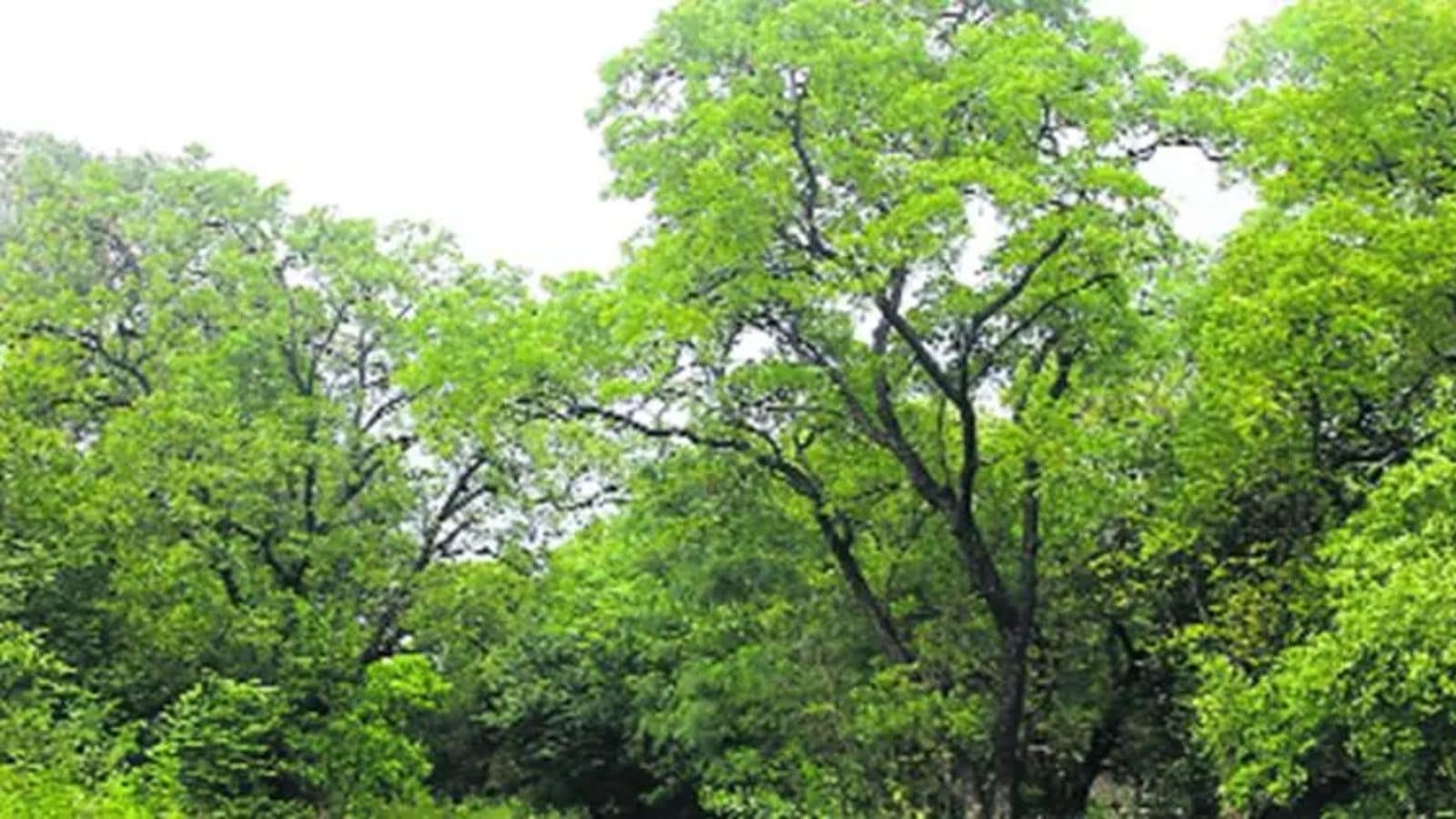 MHADA to plant 1 lakh saplings across Maharashtra during Van Mahotsav Week