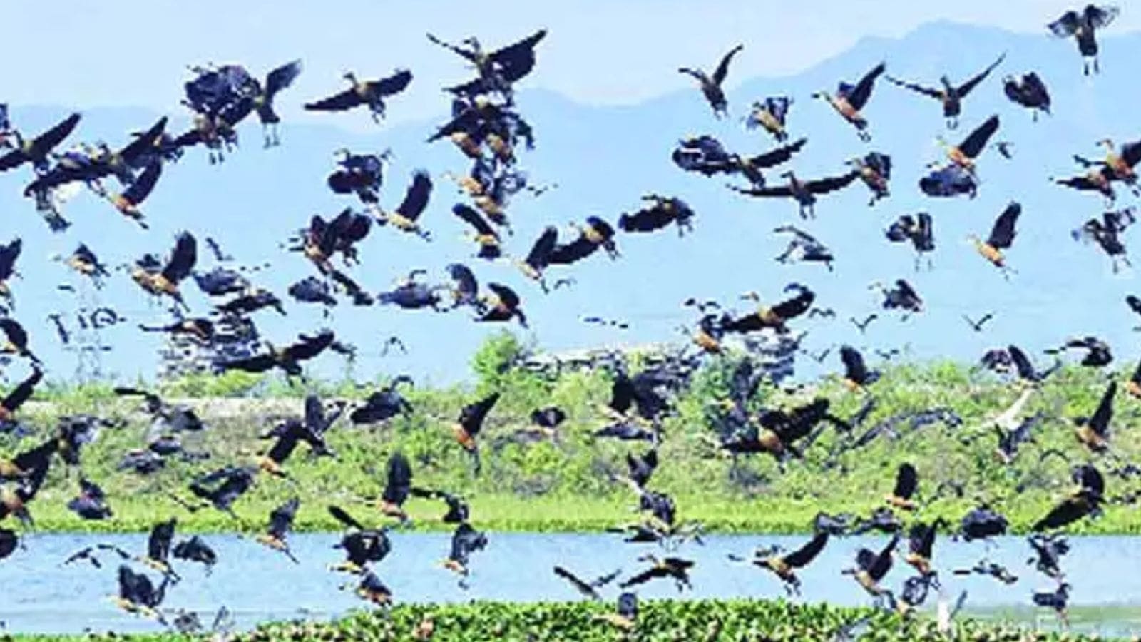 ZSI to aid Army with research on edible fauna; announces celebrations for its 110th Foundation Day anniversary