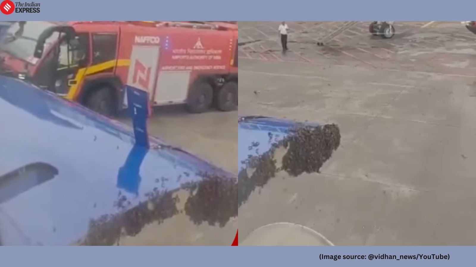 Watch: swarm of bees settles near IndiGo aircraft's luggage door delaying Surat-Jaipur flight