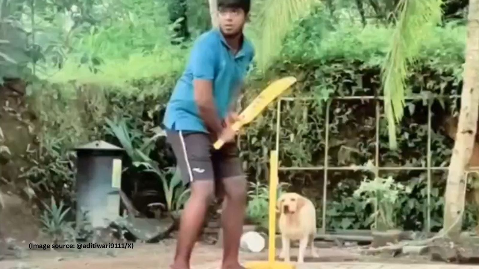 ‘Thala for a reason': labrador turns wicketkeeper in gully cricket match; wins internet's heart
