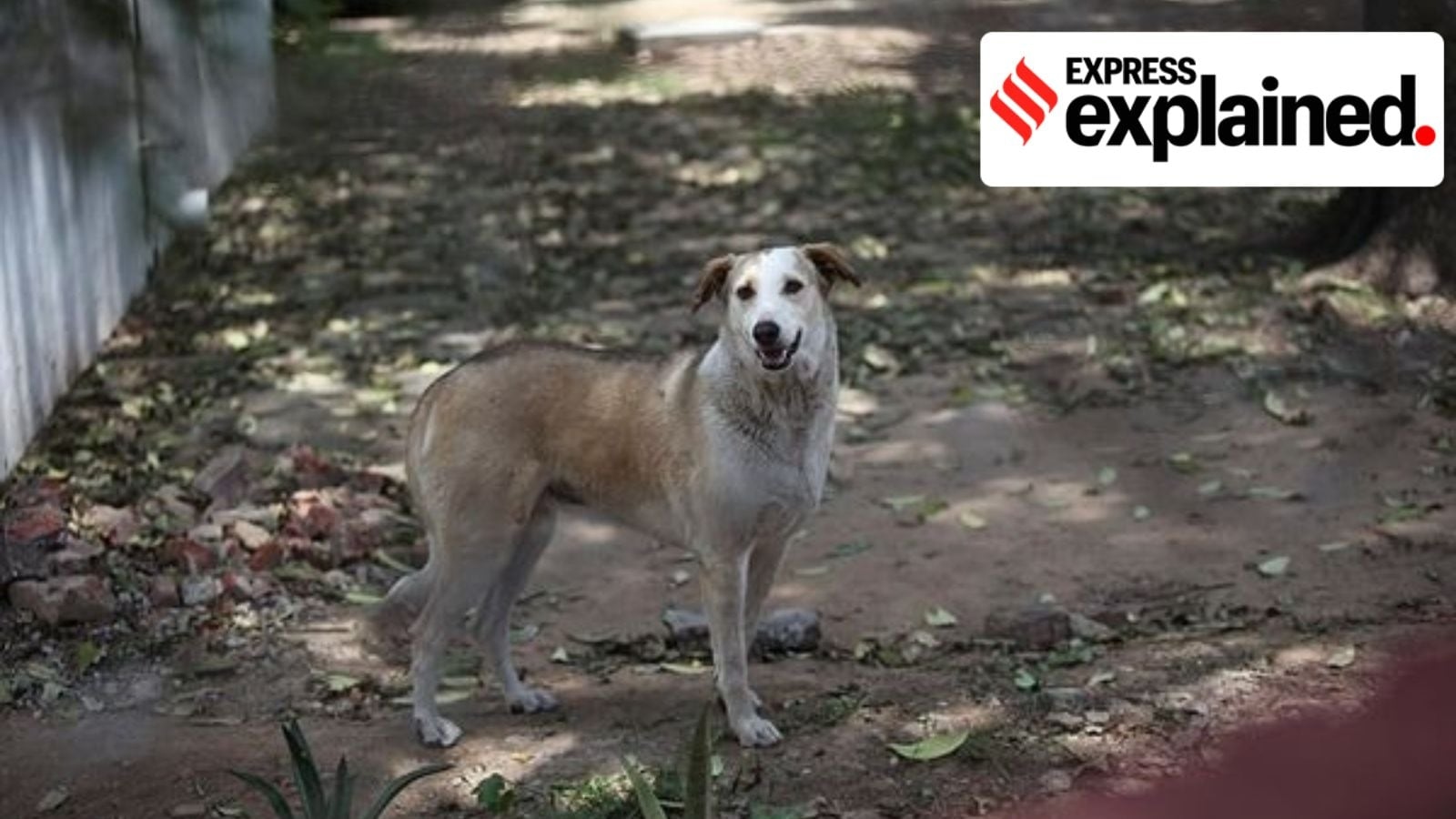 Explained: Kerala govt's plans to ‘euthanise' diseased stray dogs