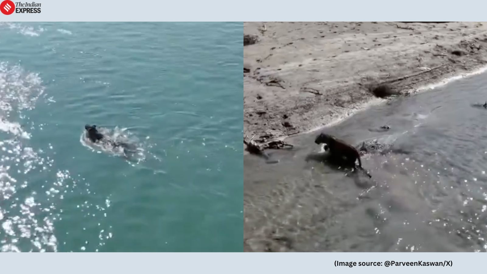 Video of rescued leopard swimming across river after being released into the wild wins hearts: ‘A scene out of the Jungle Book'