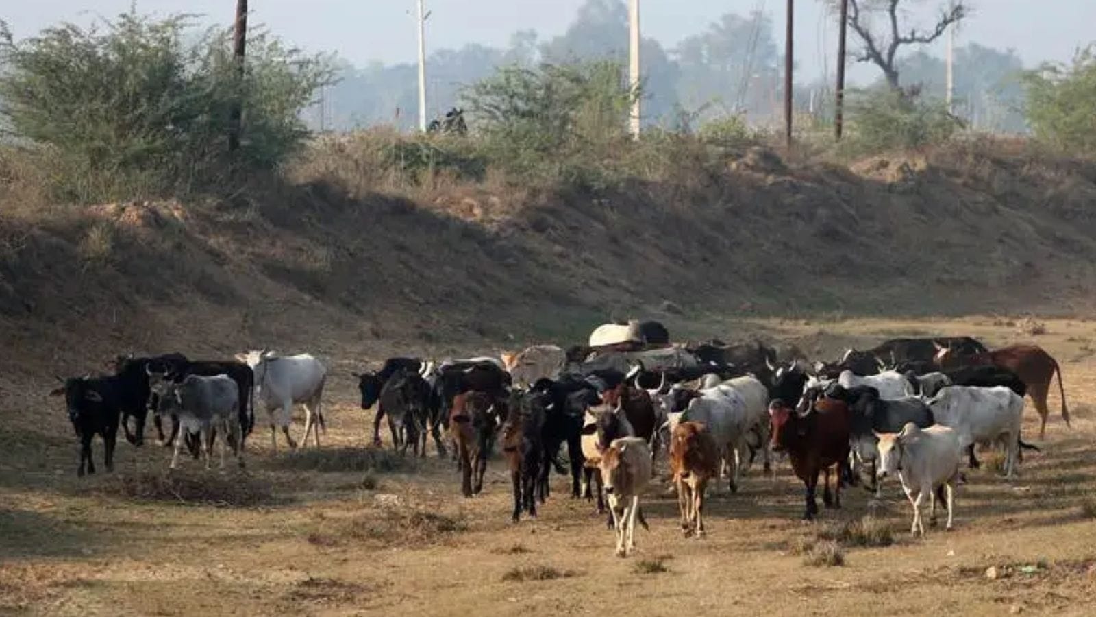 State a leader in cow protection, livestock development: UP govt