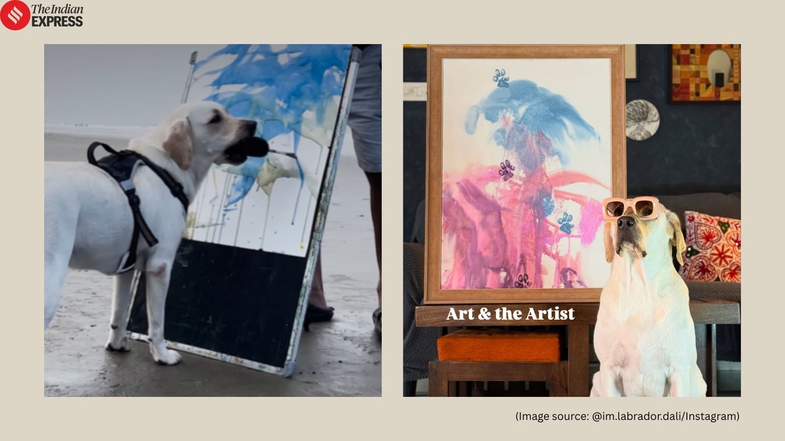 ‘India's first painter dog': Once abandoned, Dali the labrador now paints to raise money for injured strays