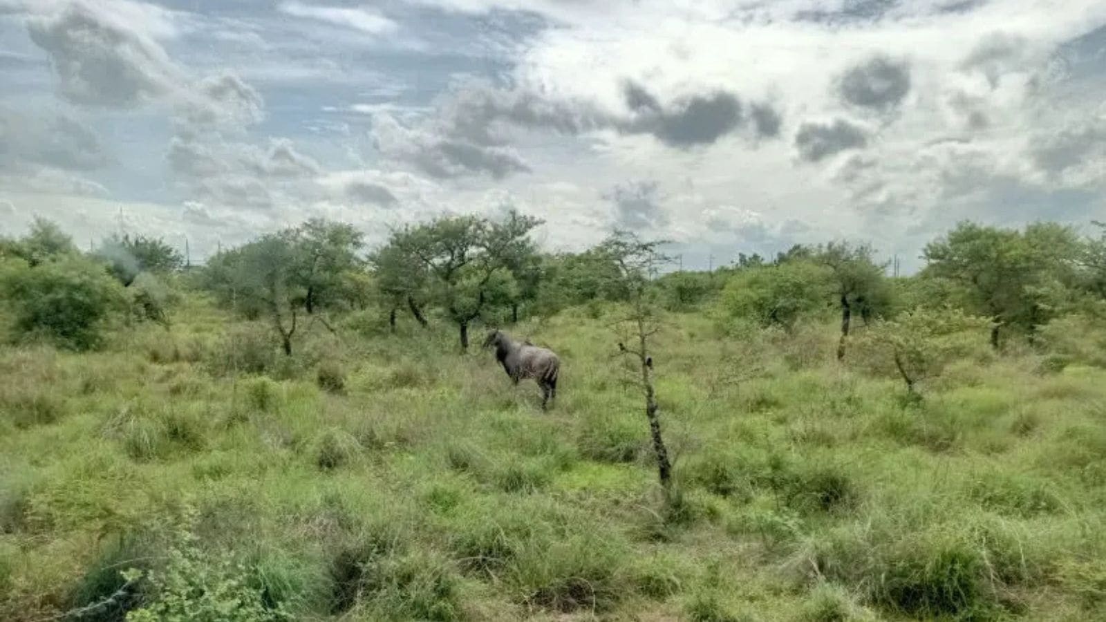 ‘African Safari' to open soon at Nagpur's Gorewada Zoo