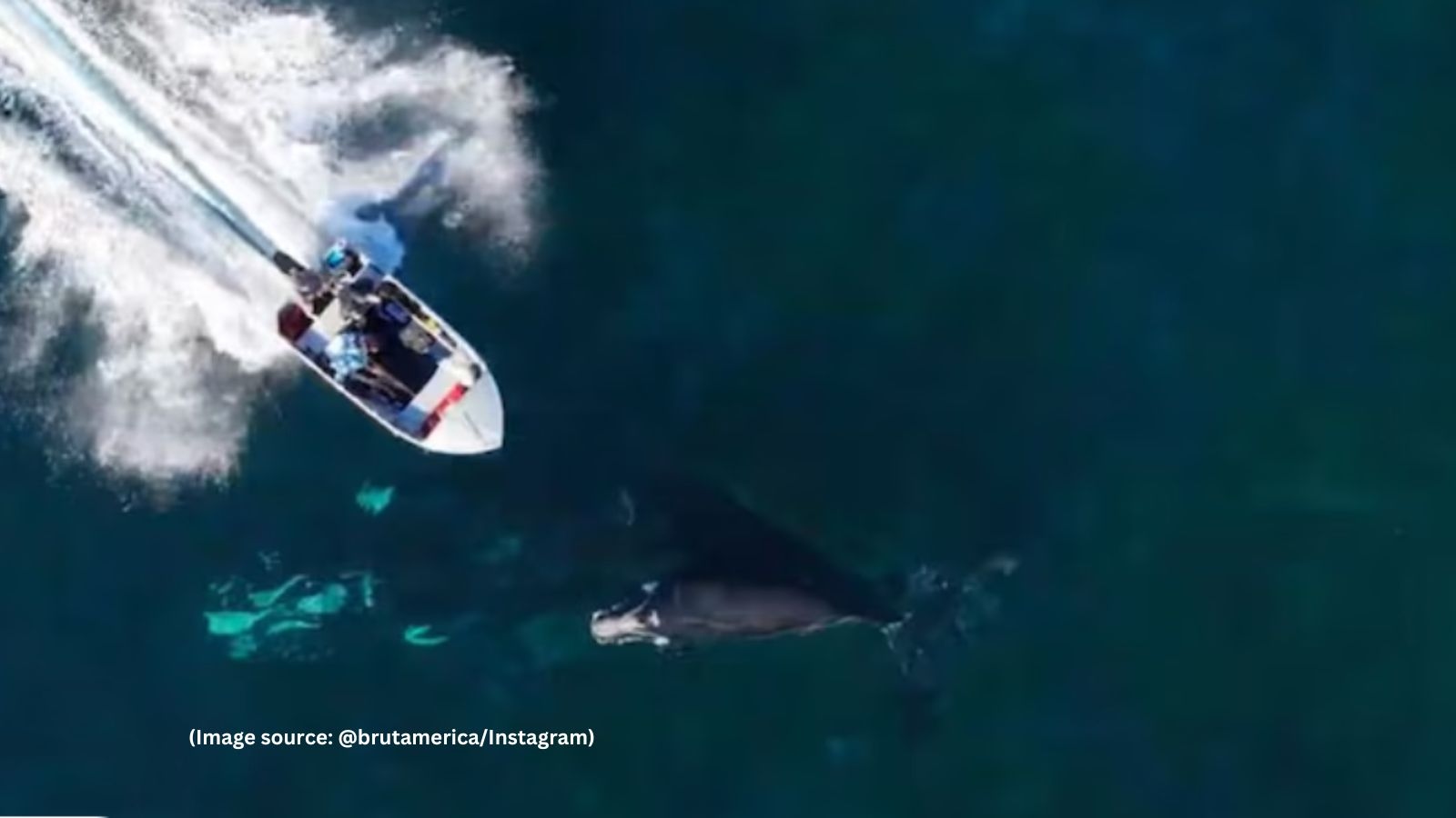 ‘That's horrible': Speedboat runs over endangered whale calf, chilling drone footage emerges