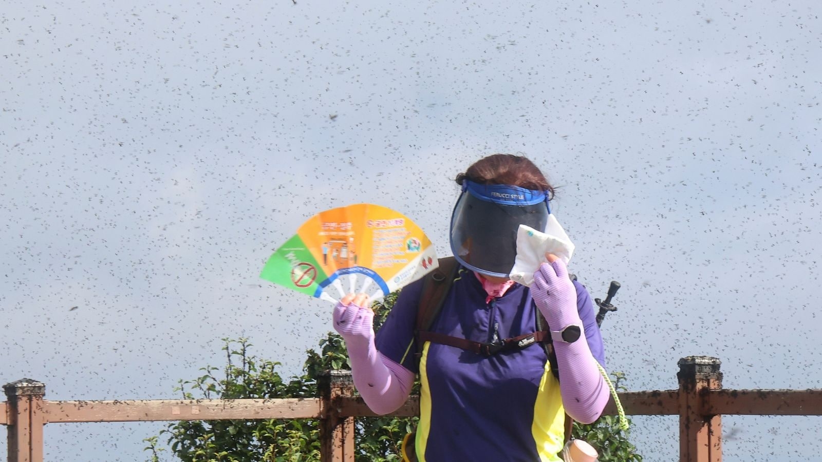 Why South Korea is dealing with swarms of flying ‘lovebugs' this summer