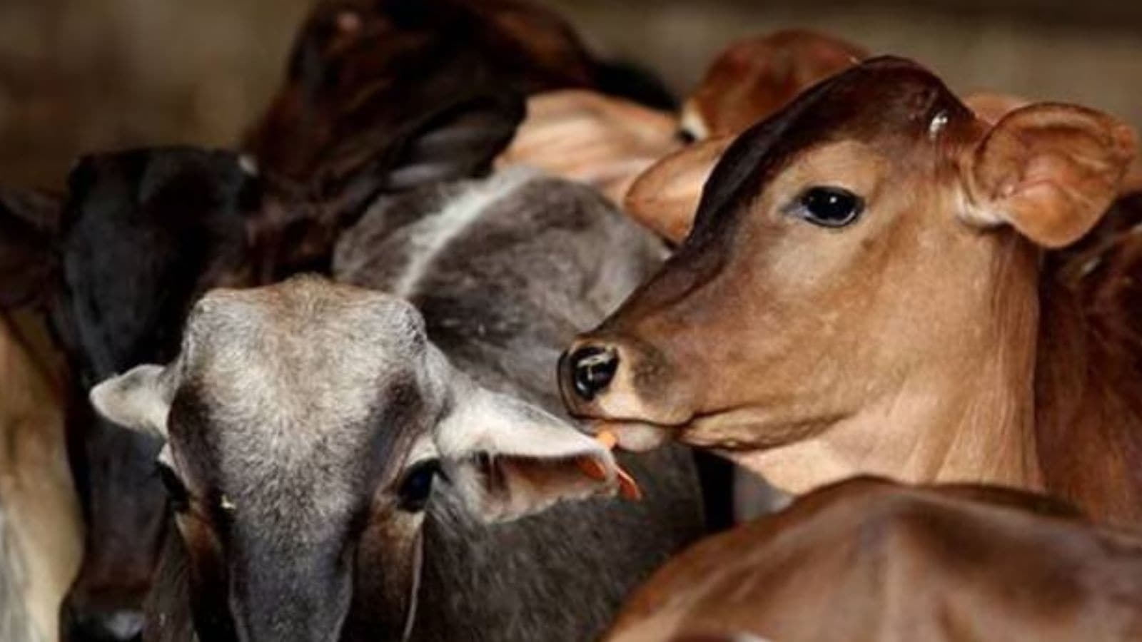 UP govt to roll out cow-based rural income scheme soon
