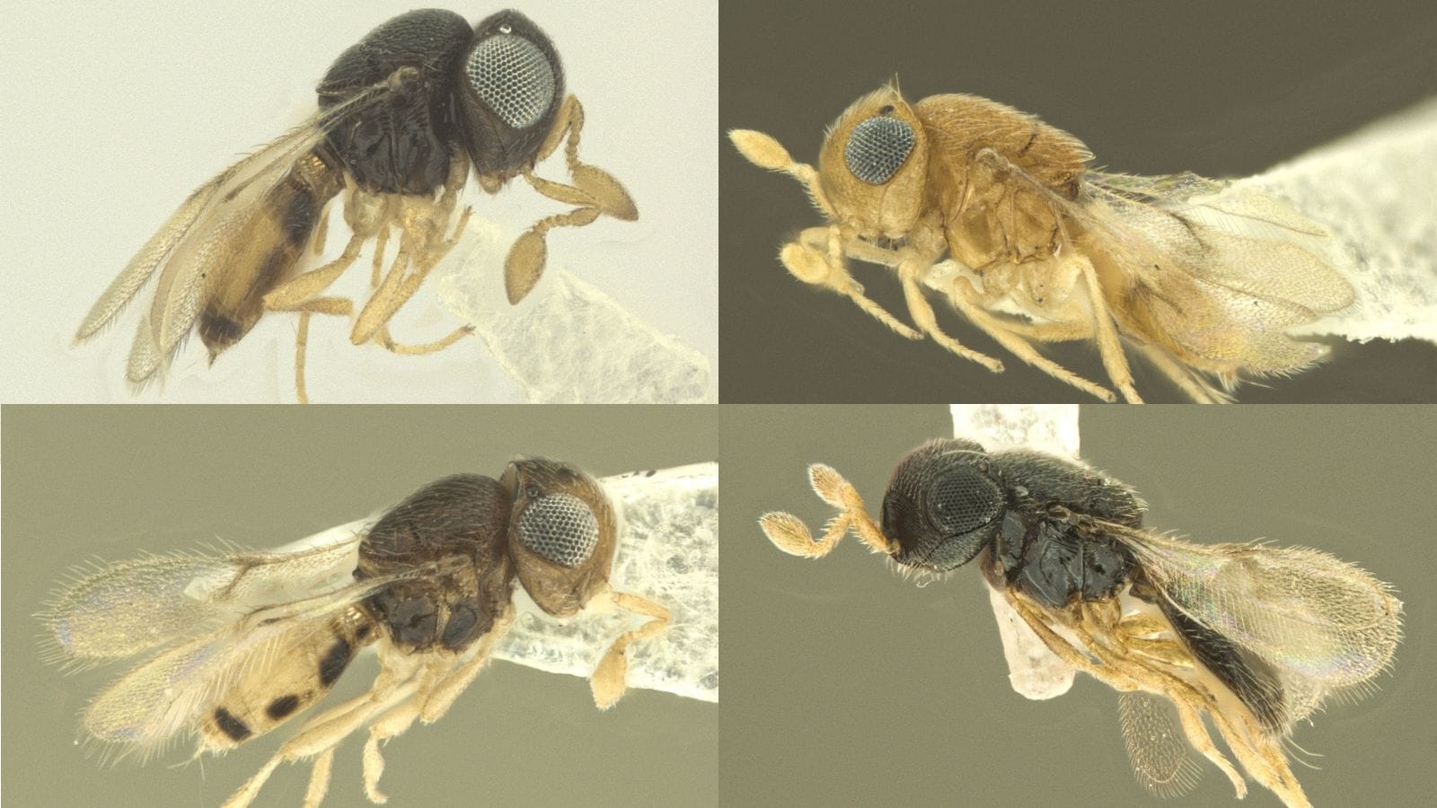 ZSI scientists discover 4 new tiny wasp species in West Bengal