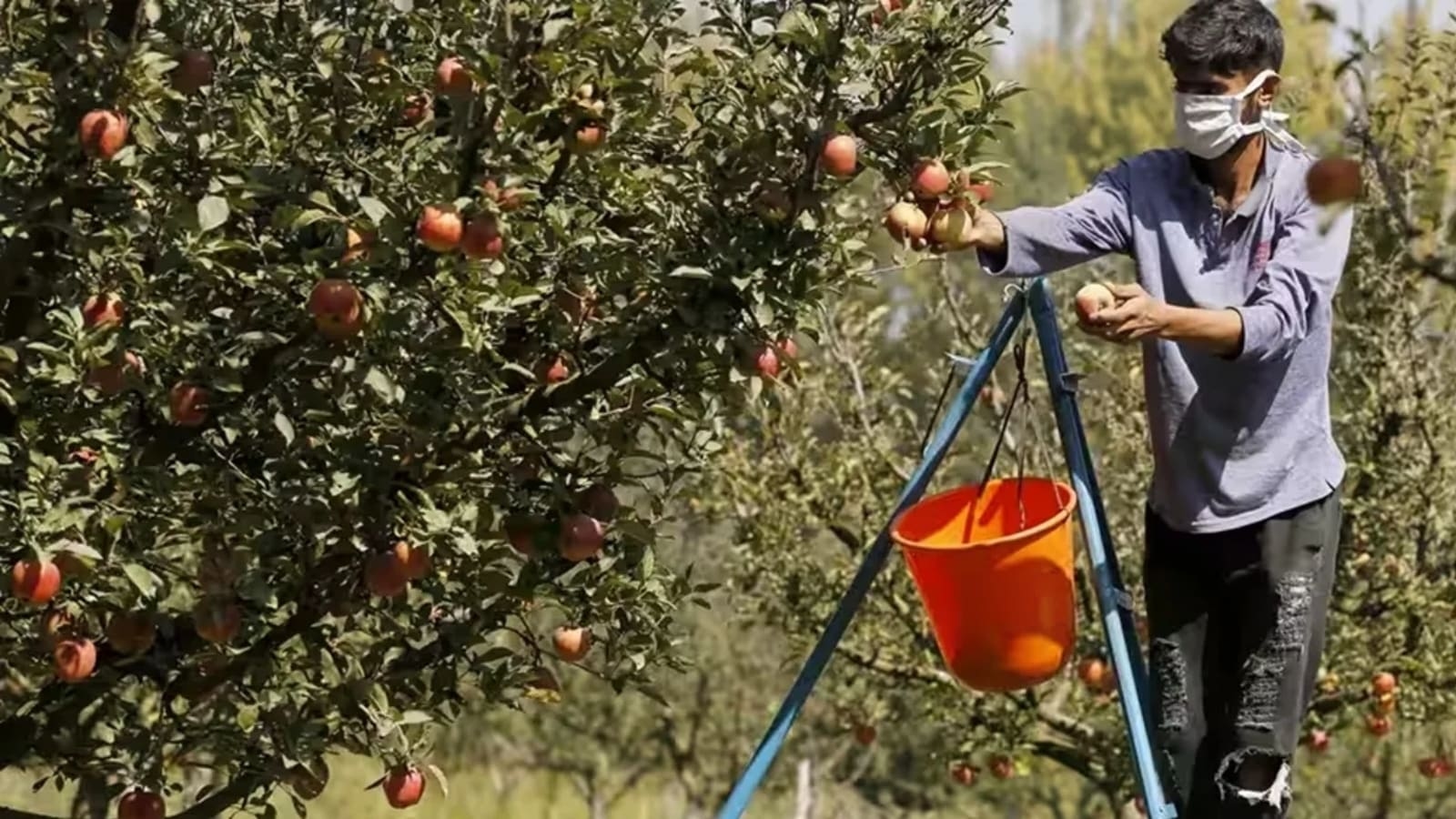 Will look into import protection for Kashmir apple growers: Piyush Goyal