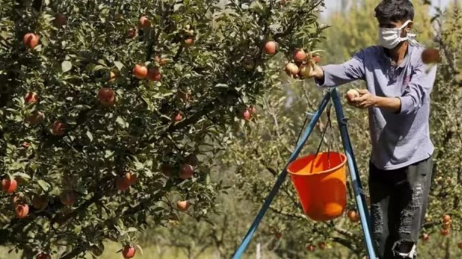 High Court orders removal of apple orchards from encroached forest lands
