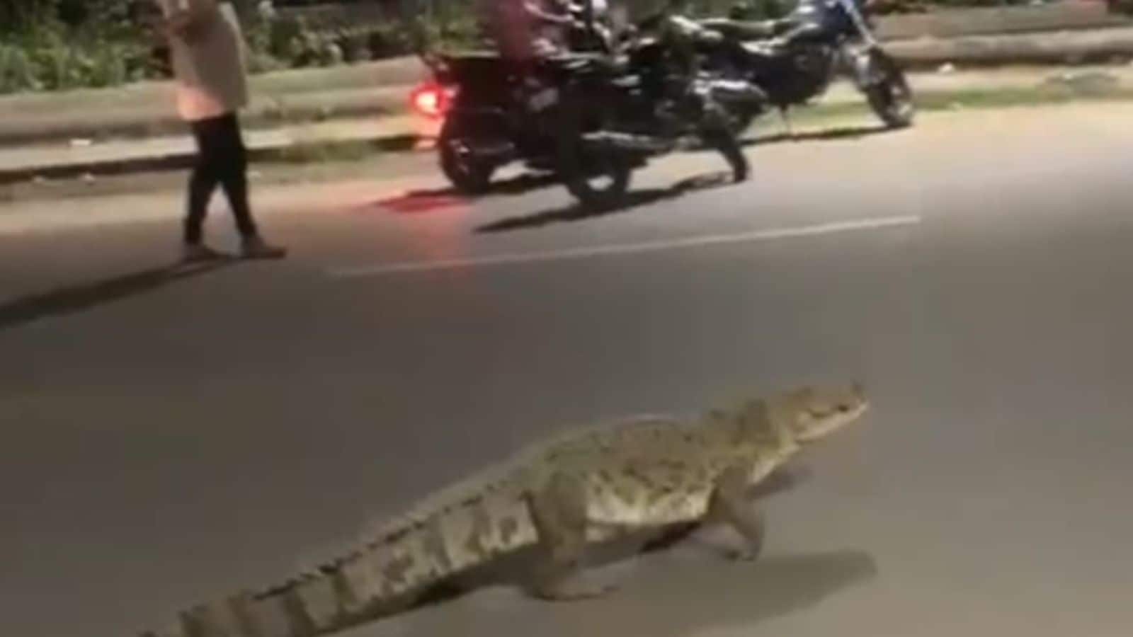 Crocodile on Vadodara road: Why cleaning of Vishwamitri canals has some from the species looking for new territories