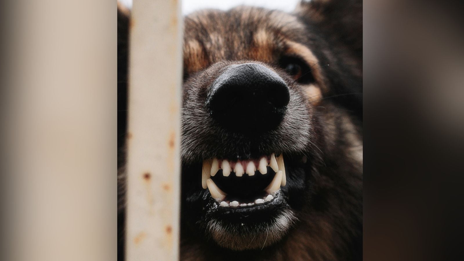 After plans to ban Rottweilers and pitbulls, Goa govt introduces Bill to prohibit breeding of ‘ferocious' animals