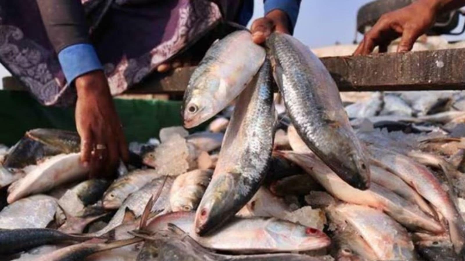 GST registration, proper certification: Maharashtra announces fresh guidelines for fish feed procurement