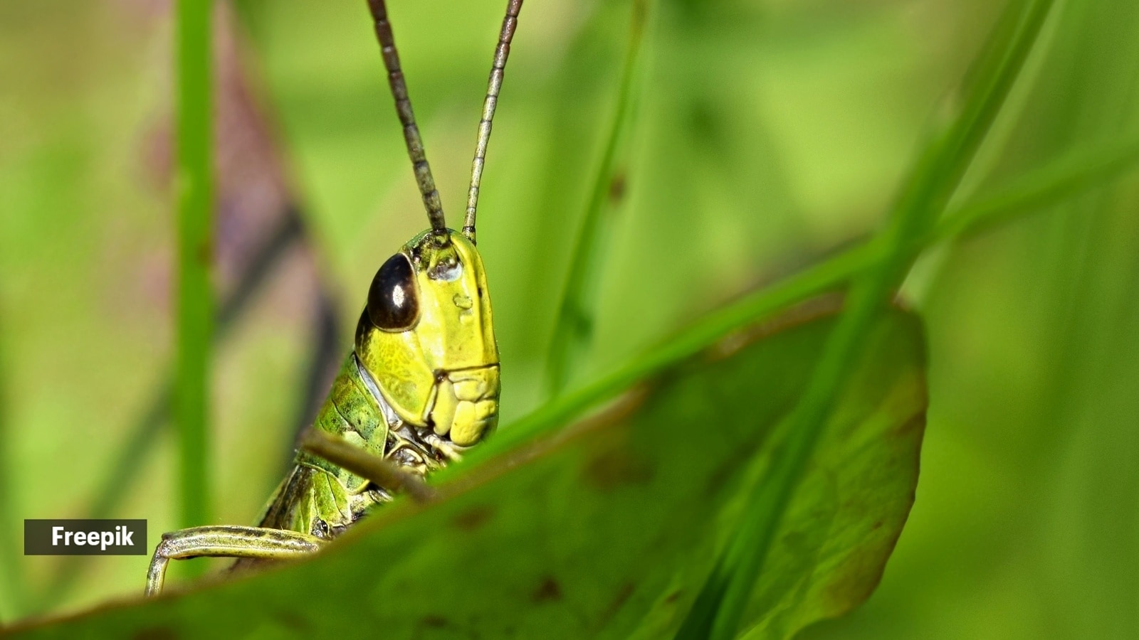 Effective ways to get rid of tiddas or grasshoppers from your home and garden