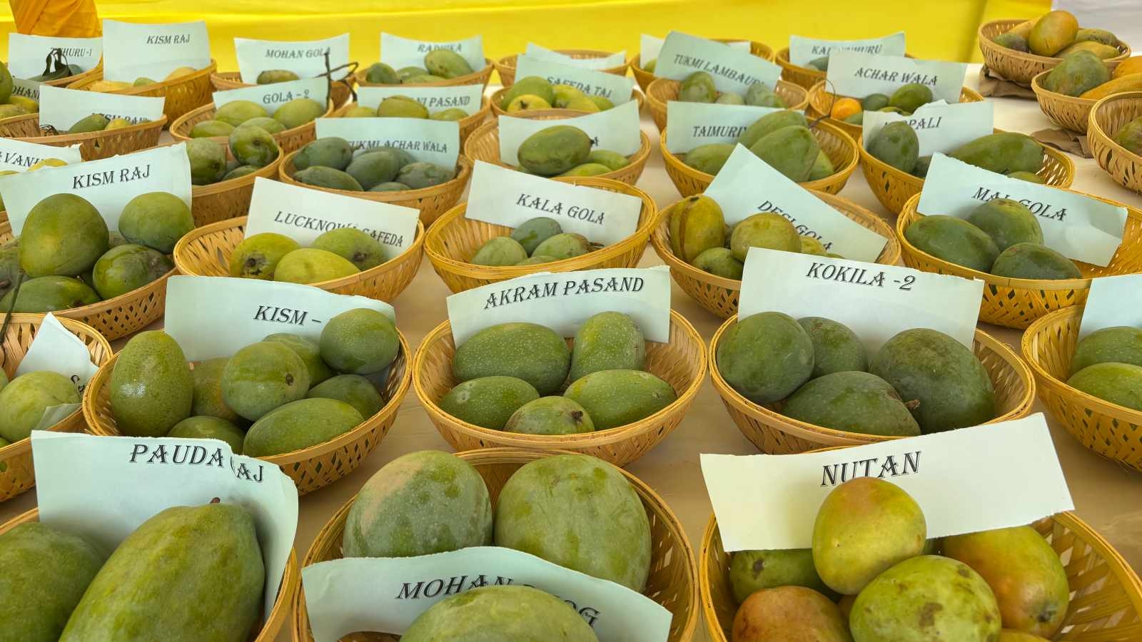500 varieties of mangoes from across India on display at Delhi's Chanakyapuri