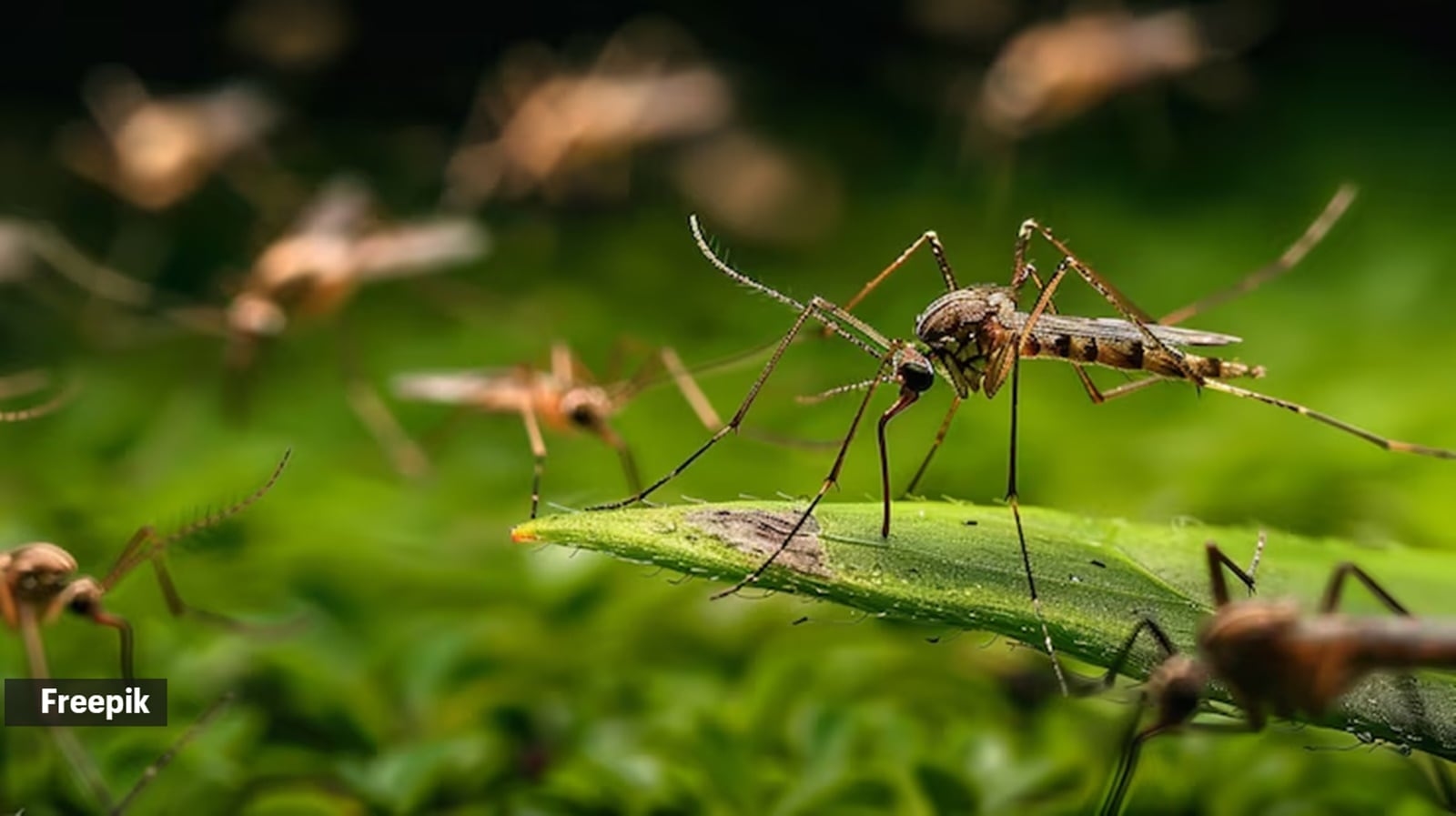 ICMR invites partners to launch and sell its new malaria vaccine