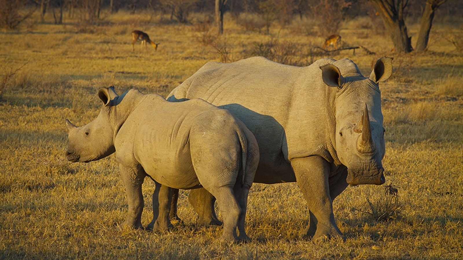 Meet the rarest animal in the world — with only two of them still alive