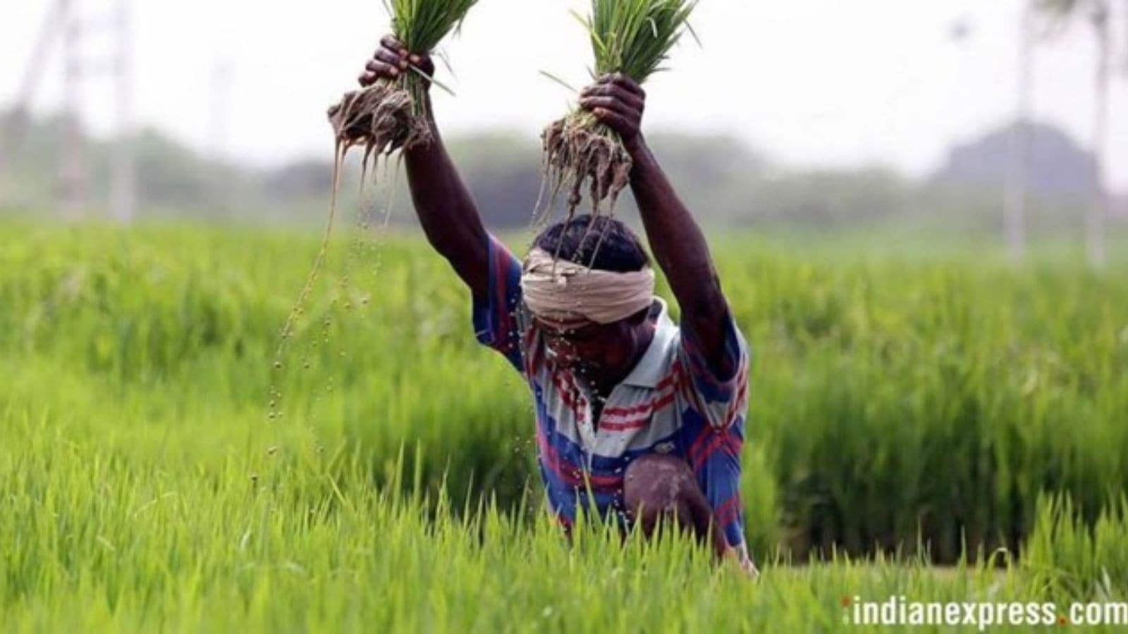 Punjab's paddy trap: Despite years of diversification push, state set for another season of water-guzzling crop