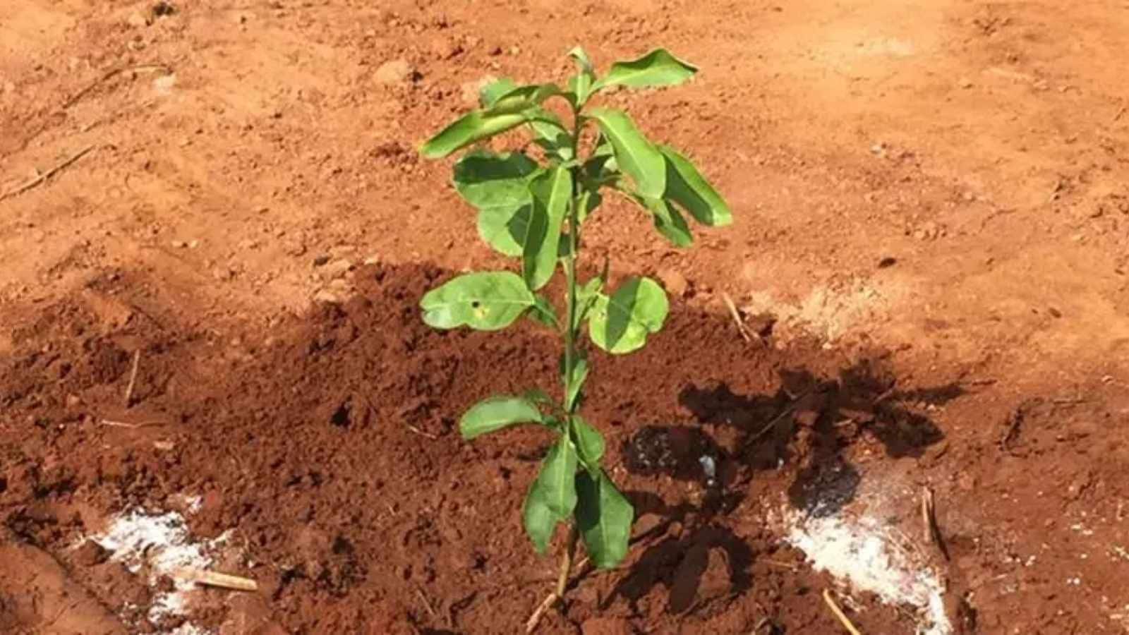 ‘Tree ATM 4.0' to be launched, Ludhiana residents can avail of free saplings