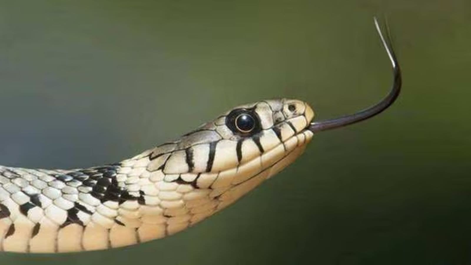 ‘It was in kitchen, on third floor…': Snake sightings surge in Delhi as monsoon pushes them out of natural habitat
