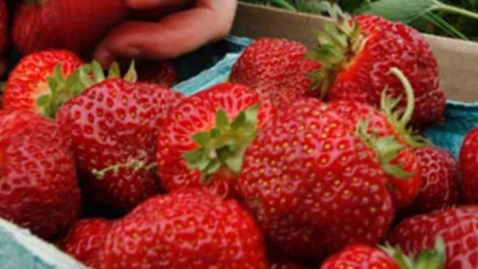 Strawberry & pomegranate up, cereals down: Agriculture output report