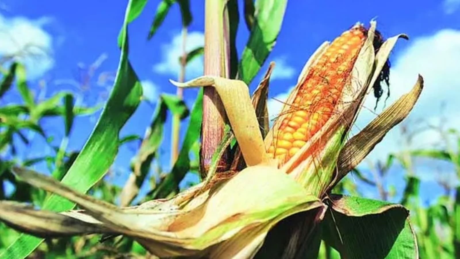 How sweet corn cultivation has taken root in Maharashtra, allowing farmers to reap better benefits