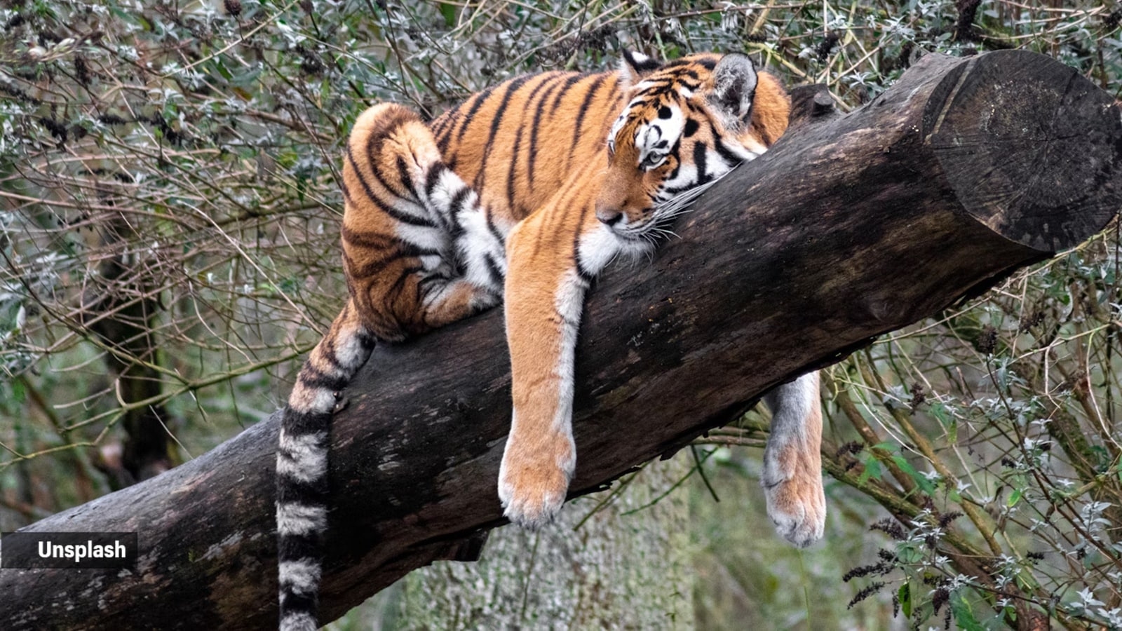 From Delhi's Majnu ka Tila, ‘herb trader' turned out to be international tiger trafficker on Interpol radar