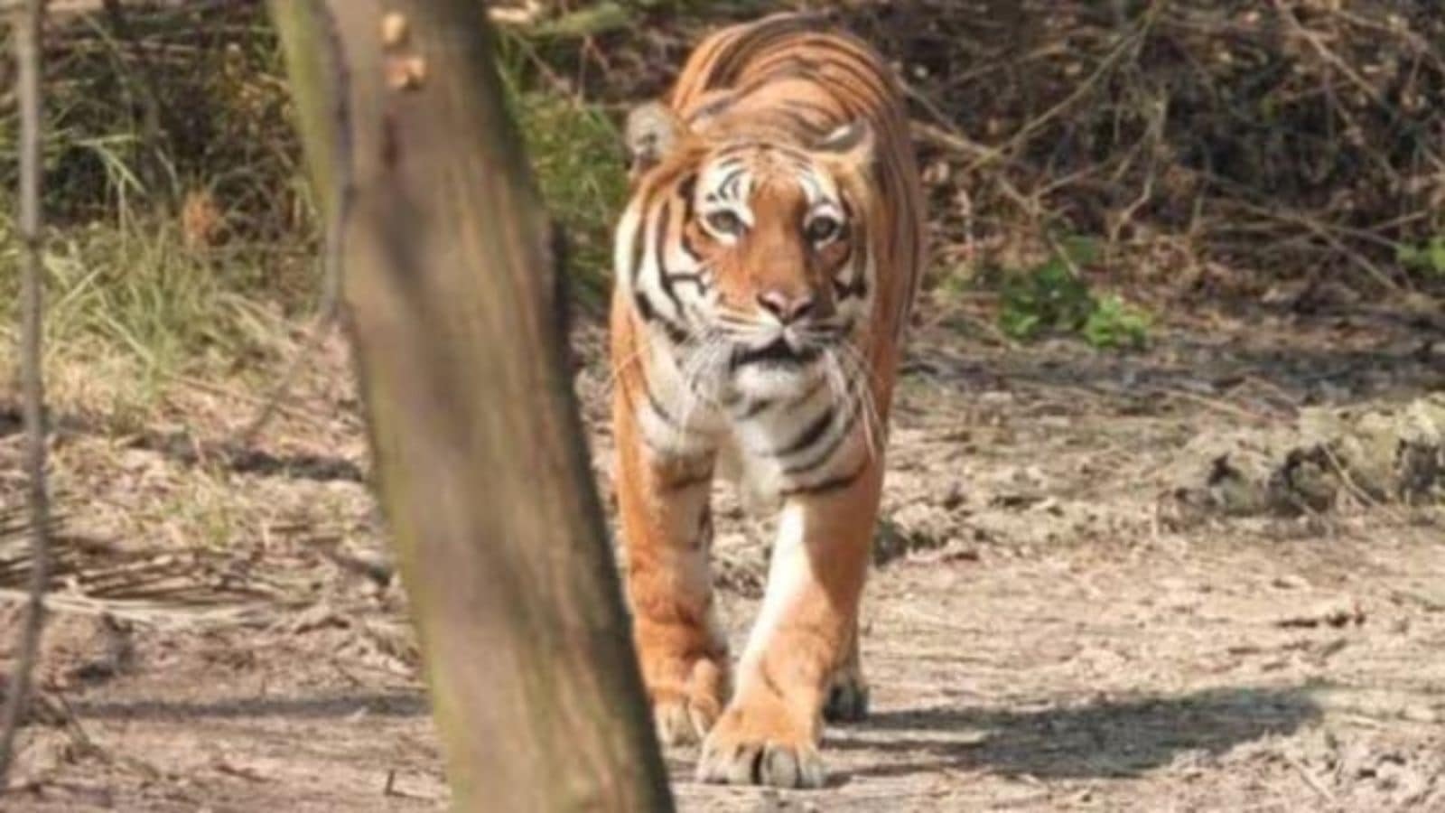 Maharashtra deploys AI-powered MARVEL system for wildlife tracking and surveillance system