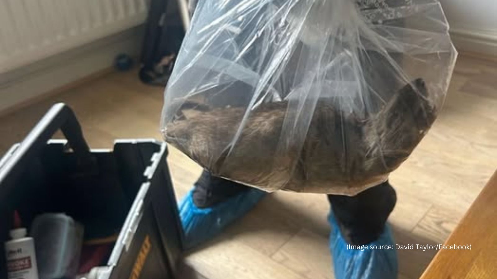 ‘Size of a small cat': Giant 22-inch rat caught from house in northern England sparks concerns about pest control