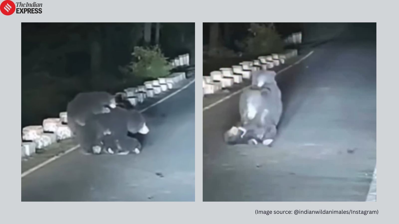 Mother bear refuses to leave cub hit by speeding car in Madhya Pradesh; video goes viral: ‘We have failed them'