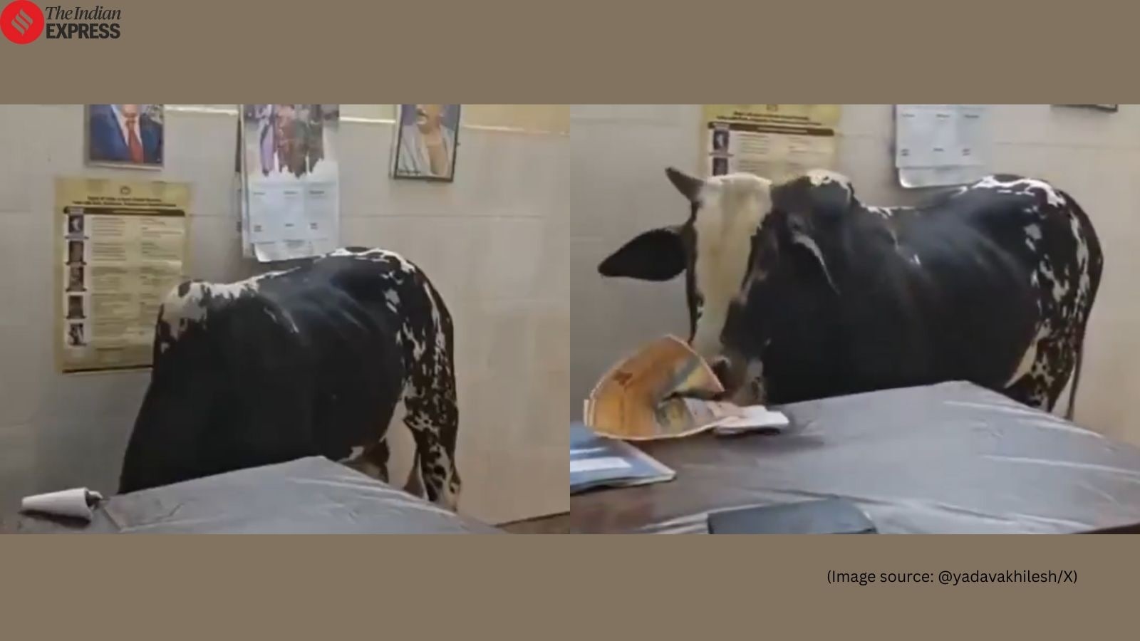 Viral Video: Bull strolls into UP hospital, feasts on papers, staff nowhere in sight