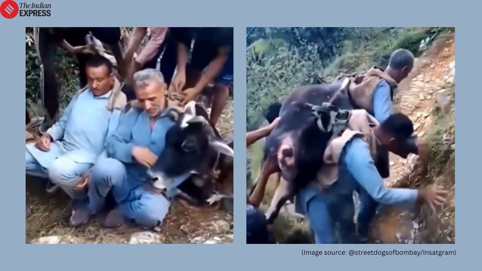Brothers carry 200 kg cow on their backs through treacherous Himachal path to save her life; the Internet calls them ‘real heroes'