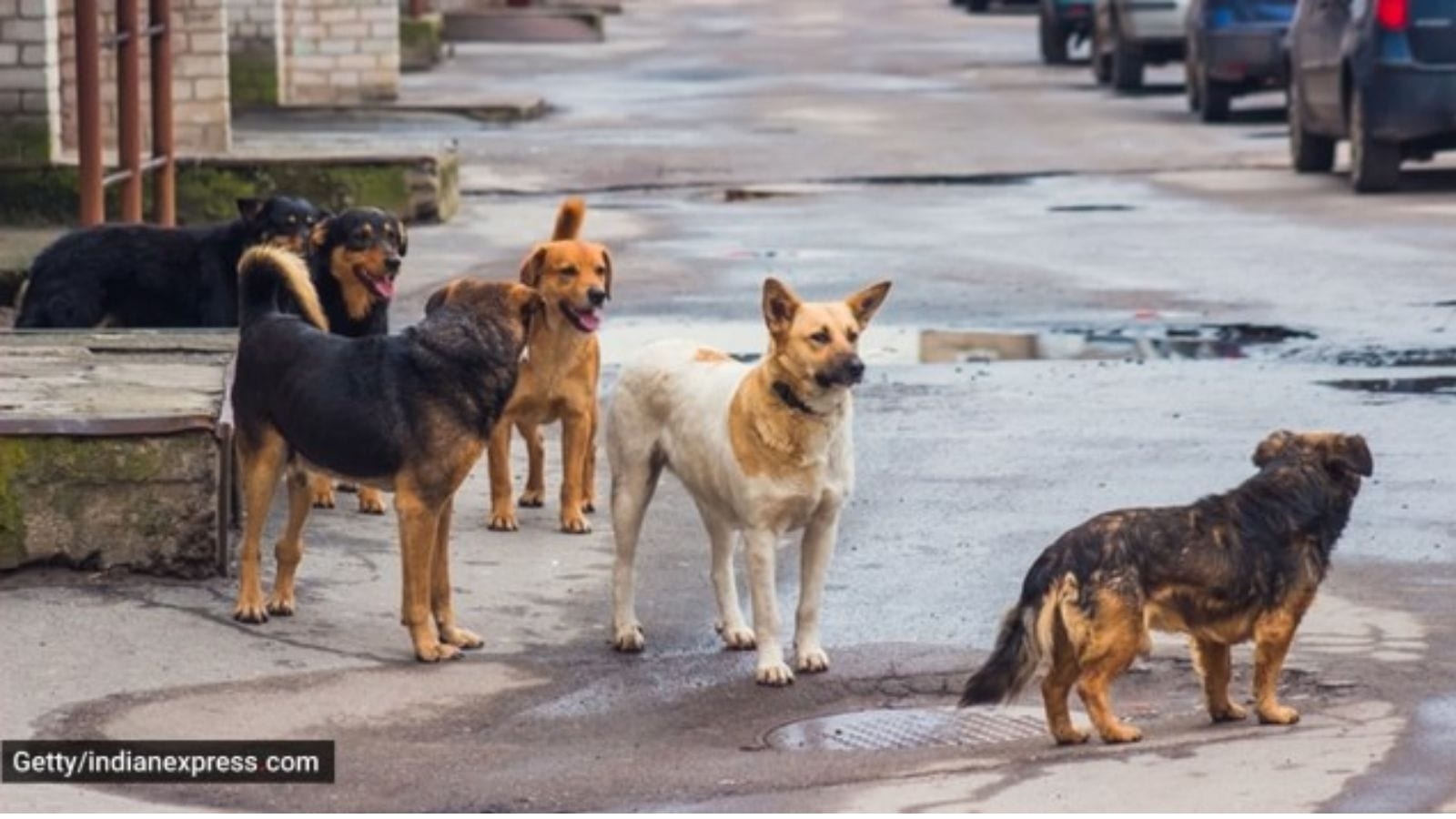 Delhi may conduct a stray dog census soon