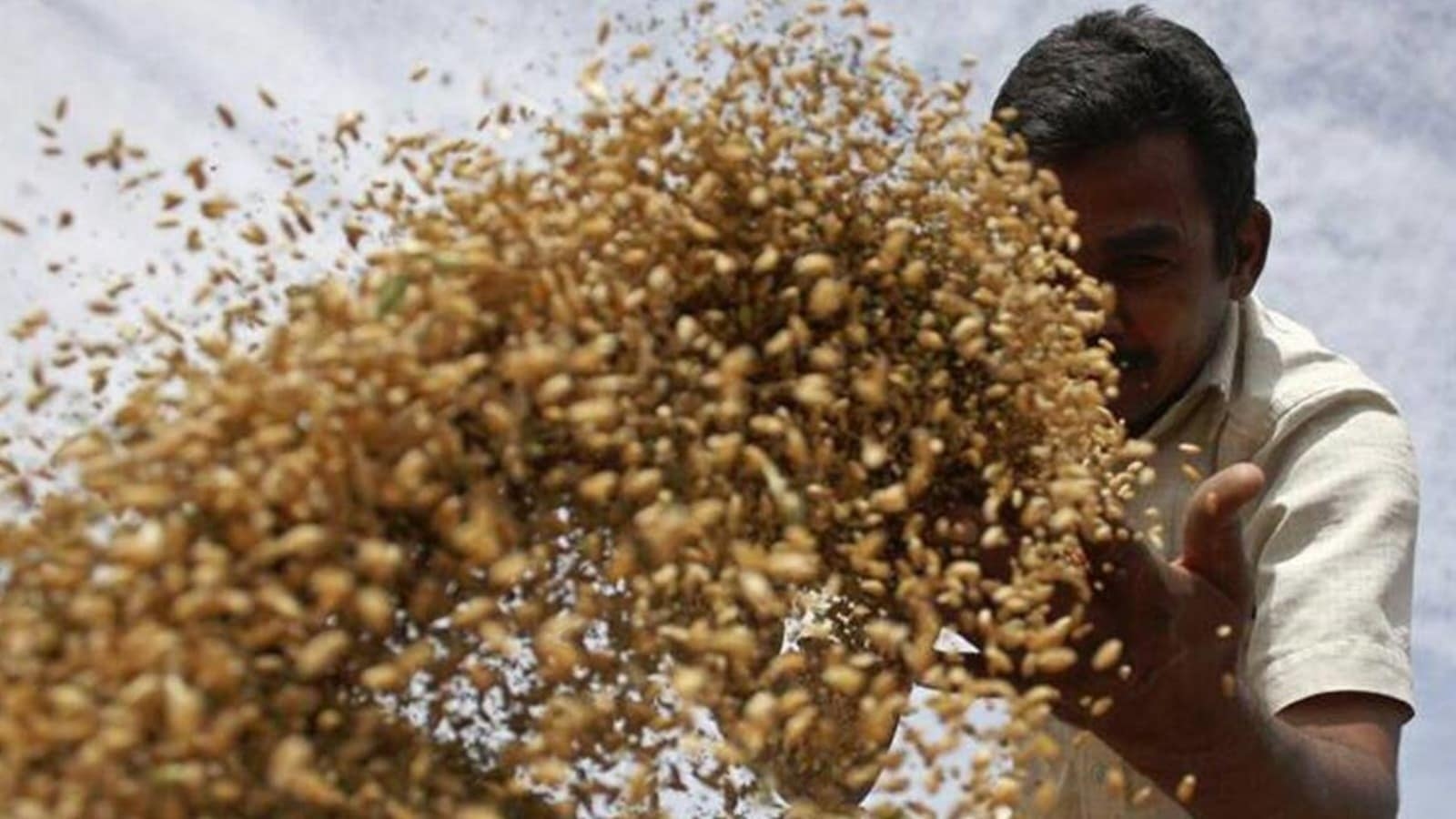 Green leafhopper returns to Punjab after several years, farmer brace for 30% loss in yields
