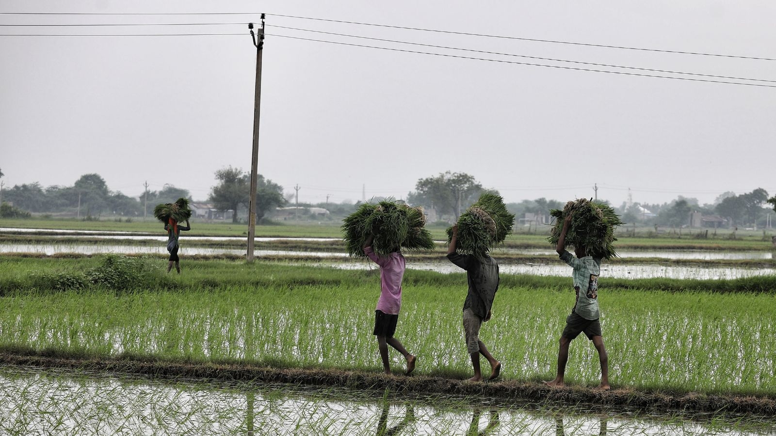 Why Maharashtra farmers have grown cold to Pradhan Mantri Fasal Bima Yojana