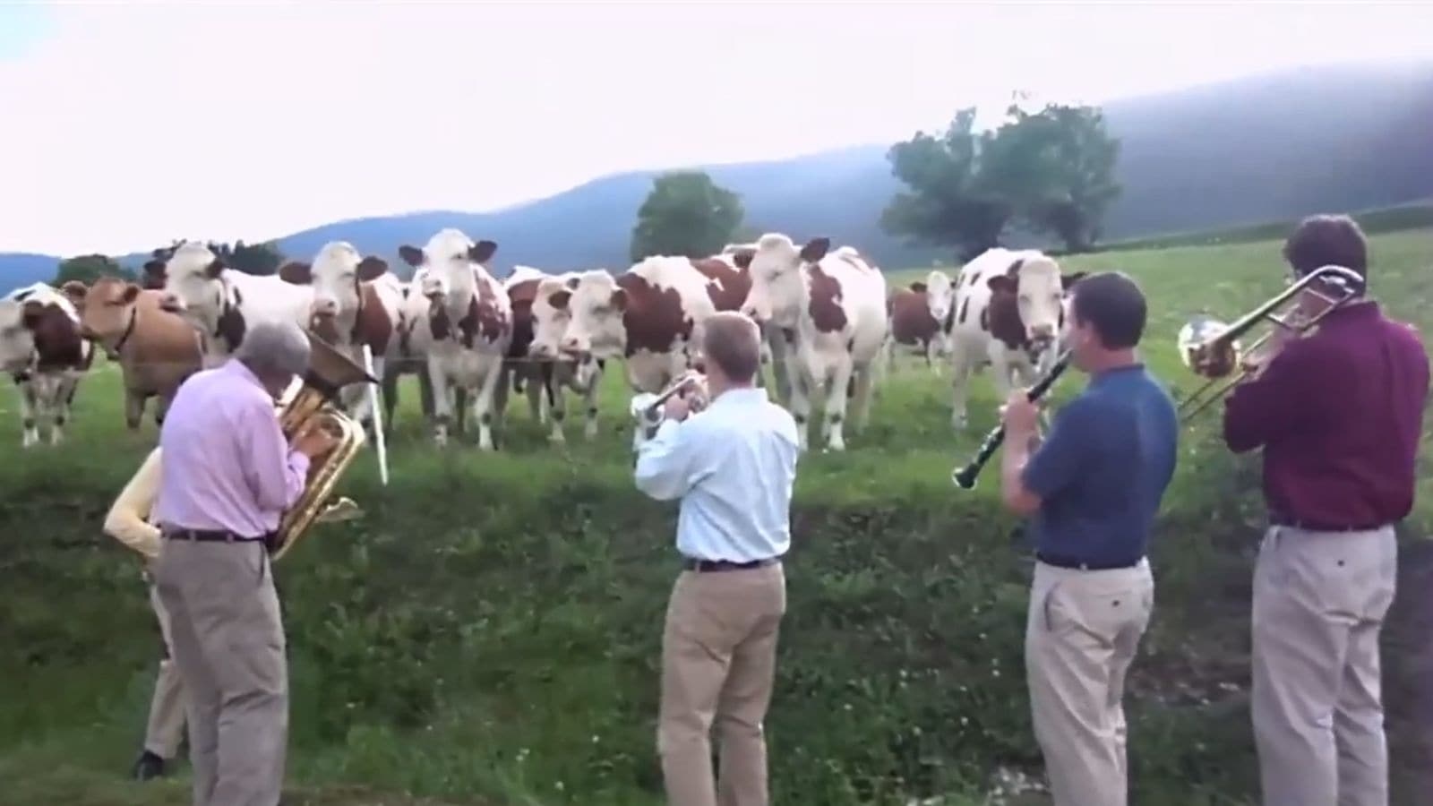 Why UK farmers are turning to jazz to keep cows calm