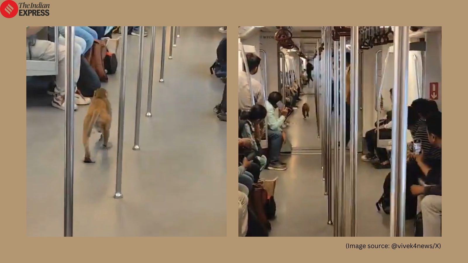 As Delhiites debate Supreme Court's directive on stray dogs, monkey spotted inside Delhi Metro; video goes viral