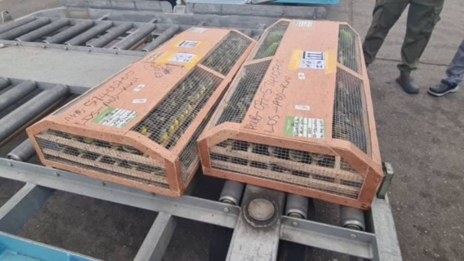 Nigeria seizes 1,600 birds at Lagos airport bound for Kuwait