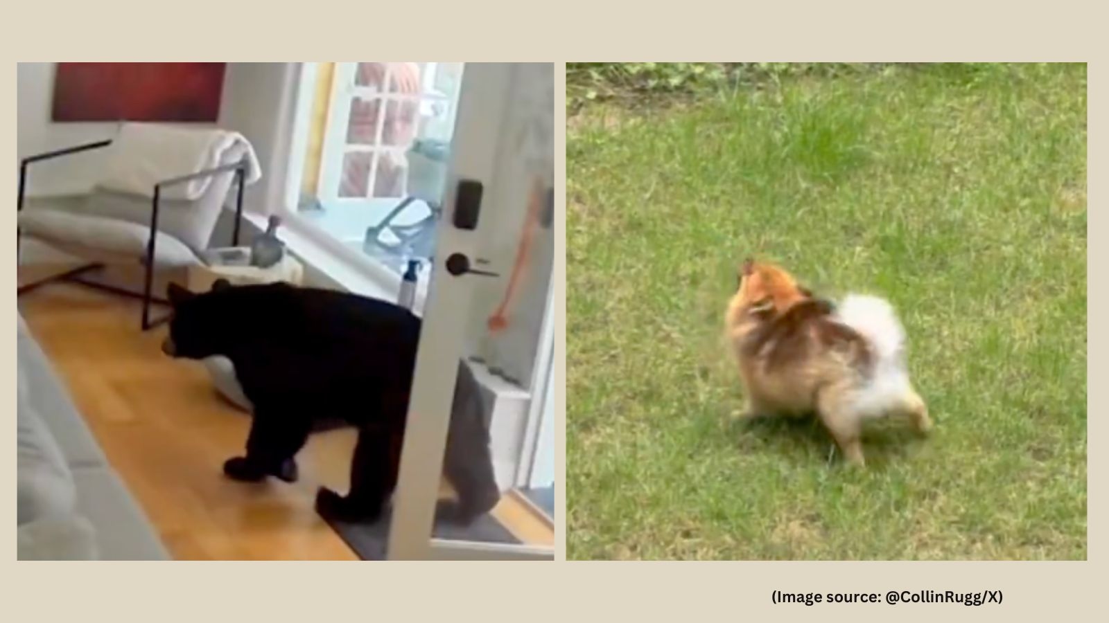 ‘Little man syndrome finally paid off': Tiny Pomeranian chases black bear out of home, viral video impresses netizens