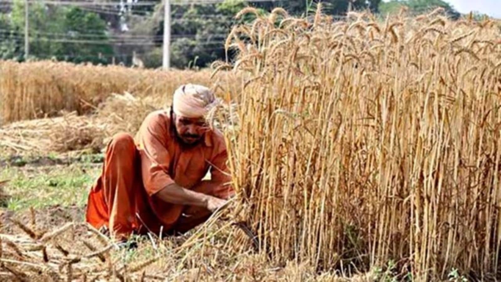Acreage under DSR up 16%, Punjab farmers signal slow and steady shift
