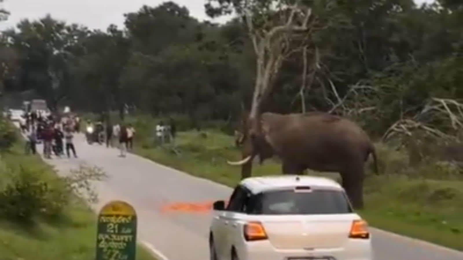 Karnataka man briefly detained, fined Rs 25,000 for trying to click selfie with elephant in Bandipur reserve