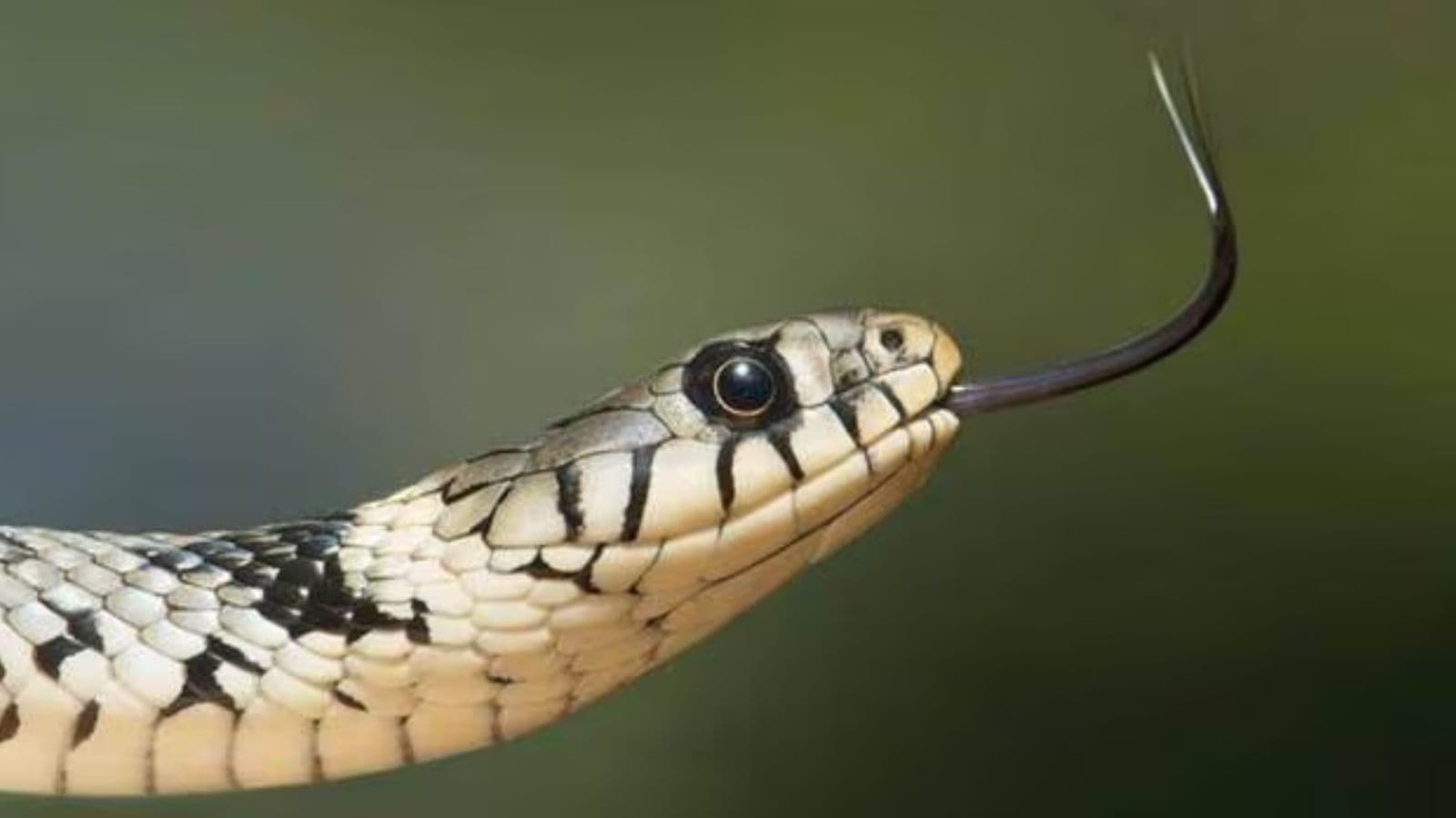 Snakebite cases spike in Chandigarh, Panchkula, and Mohali during monsoon